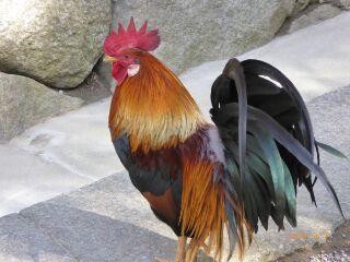石上のにわとり