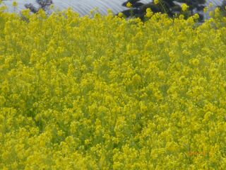 なら菜の花